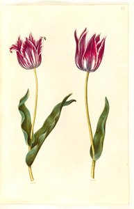 Tulipa gesneriana (ter-tulipan) de Hans Simon Holtzbecker