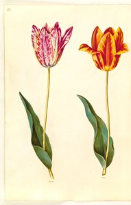 Tulipa gesneriana (ter-tulipan) de Hans Simon Holtzbecker