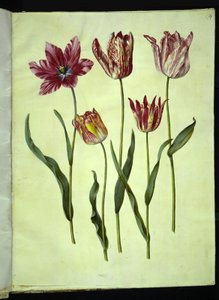 Tulipa gesneriana (ter-tulipan) de Hans Simon Holtzbecker