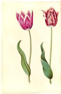 Tulipa gesneriana (ter-tulipan) de Hans Simon Holtzbecker