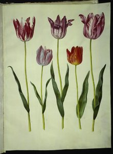 Tulipa gesneriana (ter-tulipan) de Hans Simon Holtzbecker