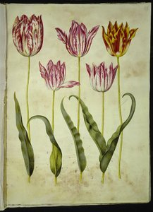 Tulipa gesneriana (ter-tulipan) de Hans Simon Holtzbecker