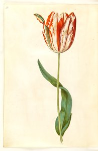 Tulipa gesneriana (ter-tulipan)
