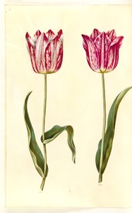 Tulipa gesneriana (ter-tulipan) de Hans Simon Holtzbecker
