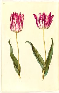 Tulipa gesneriana (ter-tulipan) de Hans Simon Holtzbecker
