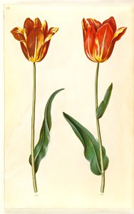 Tulipa gesneriana (ter-tulipan) de Hans Simon Holtzbecker