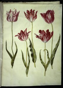 Tulipa gesneriana (ter-tulipan) de Hans Simon Holtzbecker