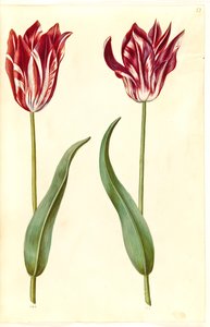 Tulipa gesneriana (ter-tulipan) de Hans Simon Holtzbecker