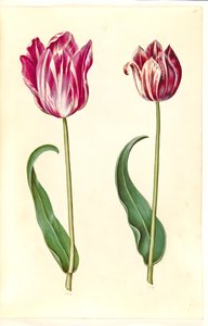 Tulipa gesneriana (ter-tulipan) de Hans Simon Holtzbecker