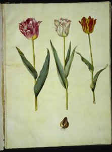 Tulipa gesneriana (ter-tulipã) de Hans Simon Holtzbecker