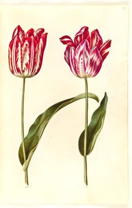 Tulipa gesneriana (ter-tulipã) de Hans Simon Holtzbecker