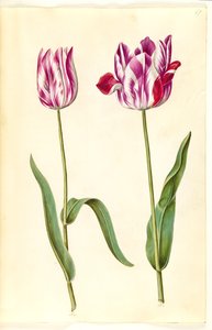 Tulipa gesneriana (ter-tulipan) de Hans Simon Holtzbecker