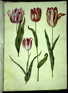 Tulipa gesneriana (ter-tulipan) de Hans Simon Holtzbecker
