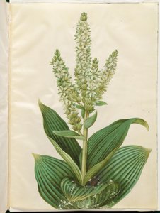 Álbum Veratrum (folha branca dobrável) de Hans Simon Holtzbecker
