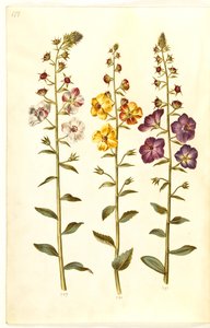 Verbascum blattaria (klase-kongelys); fenício verbascum (roxo-congelys) de Hans Simon Holtzbecker