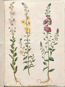 Verbascum blattaria (klase-kongelys); fenício verbascum (roxo-congelys) de Hans Simon Holtzbecker