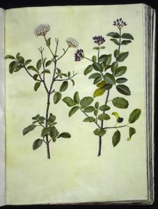 Viburnum tinus (bola de neve de inverno) de Hans Simon Holtzbecker