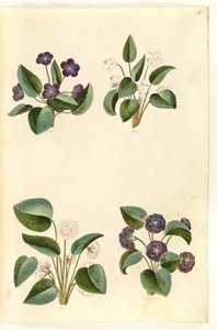 Viola odorata (marts-viol) de Hans Simon Holtzbecker