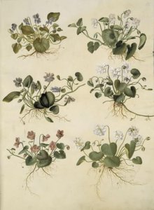 Viola odorata (marts-viol) de Hans Simon Holtzbecker