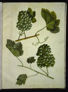 Vitis vinifera (vinho comum) de Hans Simon Holtzbecker