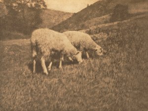 Trabalho de Câmera: Ovelha de Hans Watzek