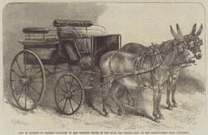 Par, de, burros, em, arnês, exibido, por, senhorita, Burdett, coutts, em, a, mula, e, burro, mostrar, em, a, corredor agrícola, Islington