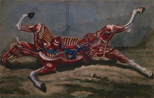 Anatomia de um cavalo, de &39;Cours d&39;Hippiatrique ou Trat Complet de la Medecine des Chevaux&39;, de Philippe-Etienne Lafosse (1738-1820) gravada por Claude Fessard, 1772 de Harguinier