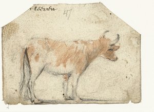 Vaca, do lado