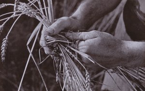 Fazendo faixas de palha (foto em preto e branco)