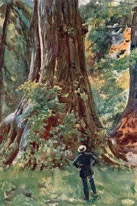 A grande árvore, Stanley Park, Vancouver de Harold Copping