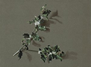 Ilex aquifolium L. Azevinho Comum, c1870-1920. de Harold Drinkwater