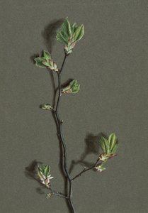 Ulmus glabra Huds Wych Elm, c1870-1920. de Harold Drinkwater