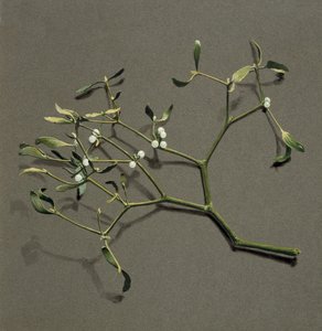 Veronica álbum L Mistletoe, c1870-1920. de Harold Drinkwater