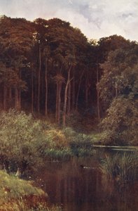 Woodland Depths, Wotton (litografia a cores) de Harold Sutton Palmer