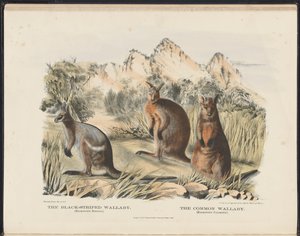 Mamíferos da Austrália (Krefft) Nla.obj-33627803-13 O canguru listrado preto e o canguru comum de Harriet Morgan
