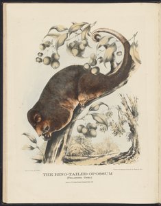 Mamíferos da Austrália (Krefft) Nla.obj-33627803-8 O gambá de cauda anelada de Harriet Morgan