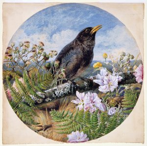Melro-preto, 1864 (wc, guache, goma arábica sobre papel)