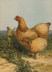 Buff Cochin Hen (chromolitho) de Harrison William Weir