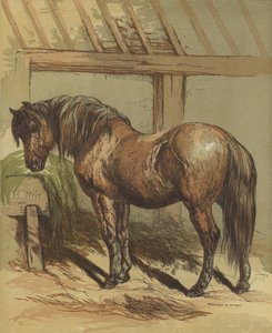 Charlie, o cavalo