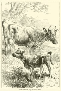 Vaca e bezerro