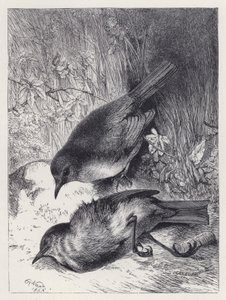 Morte do companheiro de Robin (gravura) de Harrison William Weir