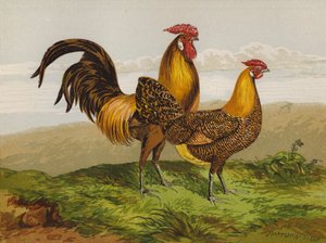 Hamburghs com Lapisado de Ouro (chromolitho) de Harrison William Weir