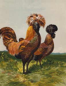 Polonês de Esponja Dourada (chromolitho) de Harrison William Weir