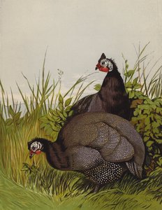 Galinhas da Guiné (chromolitho) de Harrison William Weir