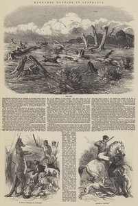 Canguru Caça na Austrália
