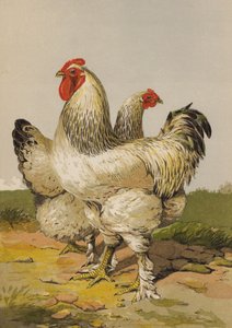 Brahmas leves (chromolitho) de Harrison William Weir