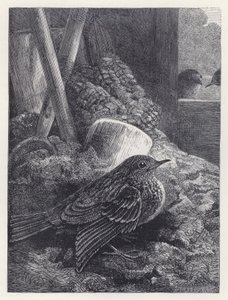 Little Robin Safely Housed (gravura) de Harrison William Weir