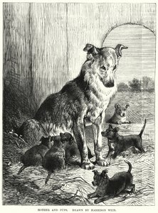 Mãe e Filhotes (gravura) de Harrison William Weir