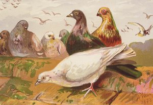 Pombos (litografia a cores) de Harrison William Weir