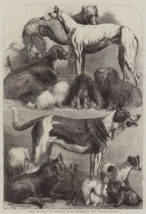 Cães premiados da Exposição no Agricultural Hall, Islington
